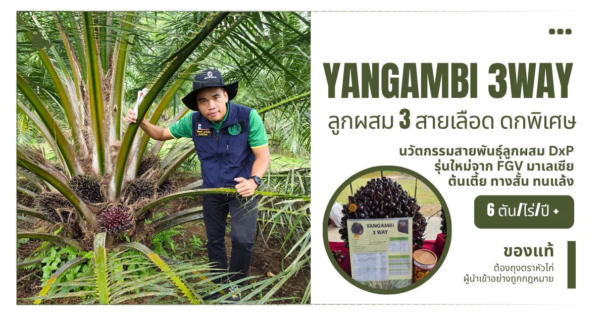 ยังกัมบิ 3WAY - พันธุ์ปาล์มน้ำมัน